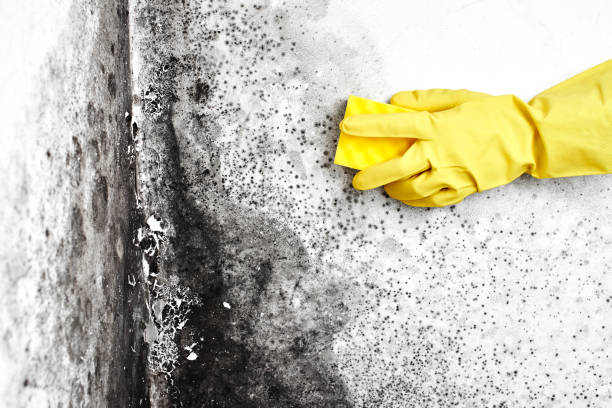 Best Fast Mold Removal  in Redwater, TX