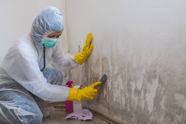 Certified Mold Removal in Redwater, TX