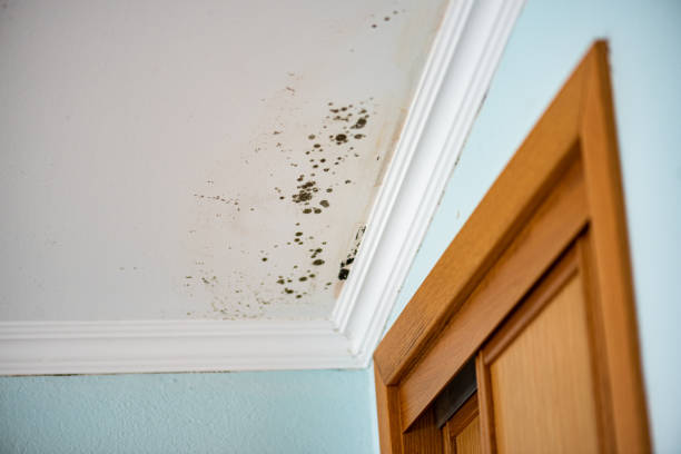 Best Attic Mold Removal  in Redwater, TX