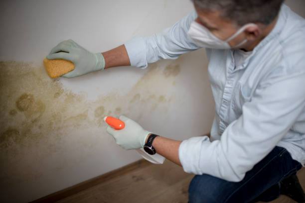 Best Toxic Mold Removal  in Redwater, TX