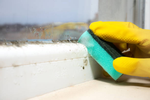 Best Emergency Mold Removal  in Redwater, TX