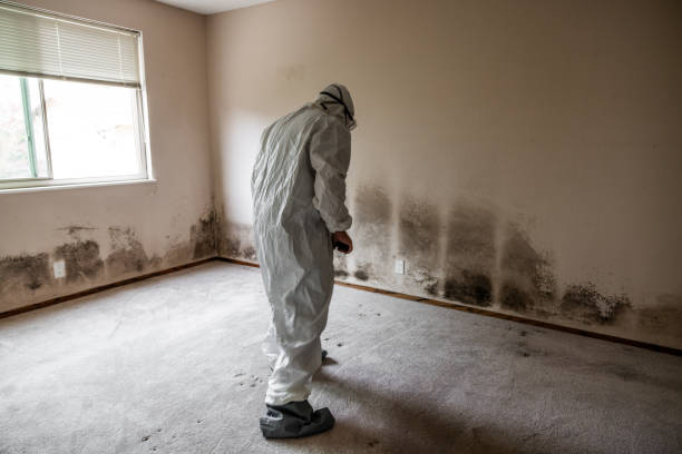 Best Fast Mold Removal  in Redwater, TX