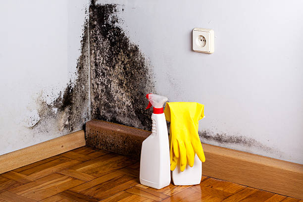 Best Home Mold Removal  in Redwater, TX